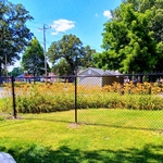 Black 5 foot Chain link Fence