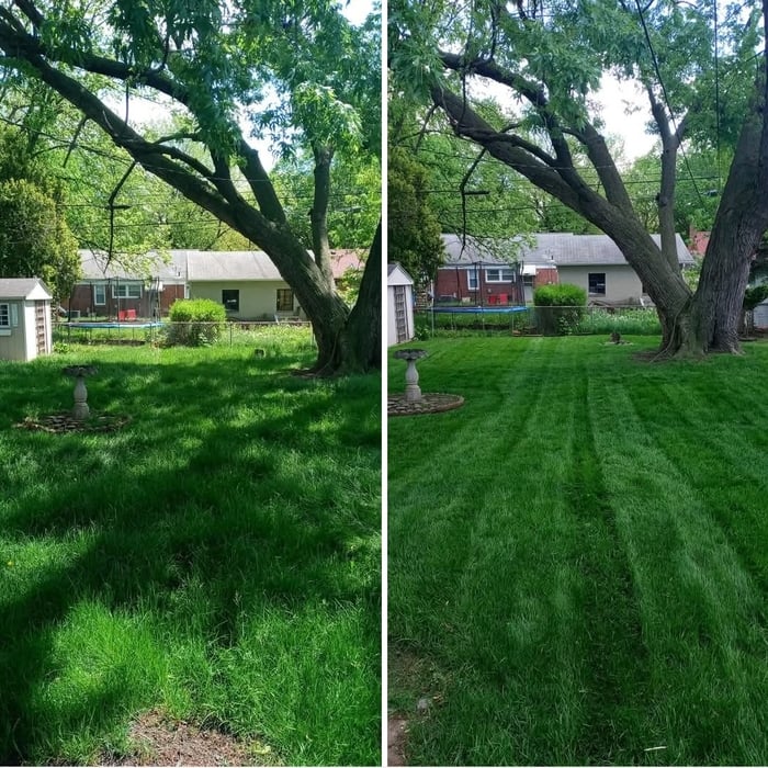 Grass cut/ tree trimming