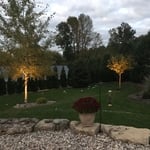 Up Lights on Trees
