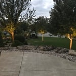 Up Lights on Trees at Dusk