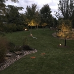 Trees at Dusk