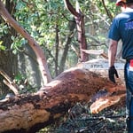 Hazard Tree Mitigation