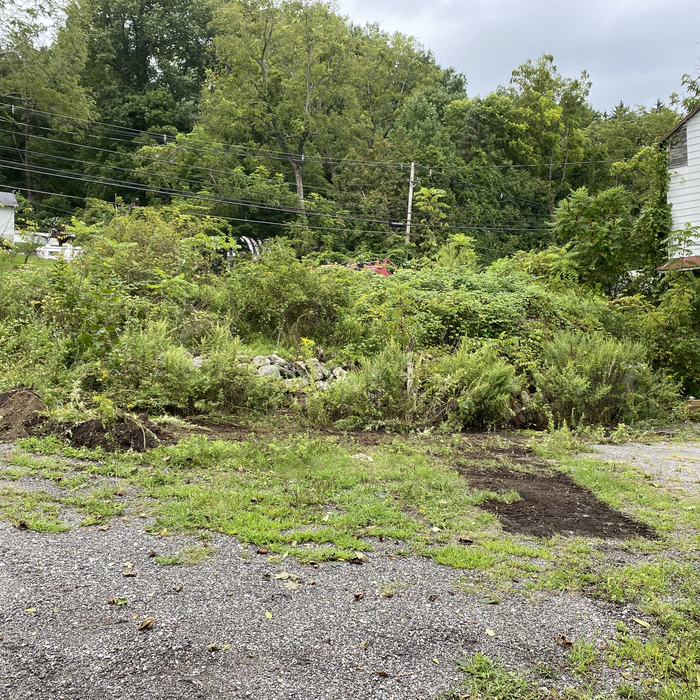 Before picture of a overgrown bank