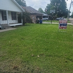 Lawn cleaning and trees
