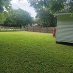 Lawn cleaning and trees
