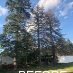 Before Picture of a Tree Service Request