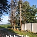 Before Picture of a Tree Service Request