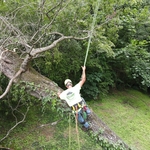 Tree Stump Grinding