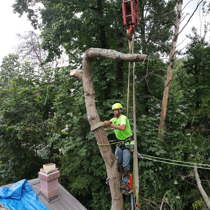 Tree Stump Grinding