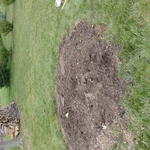 1st maple fully removed
