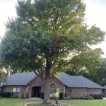 Oak tree