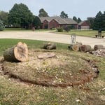 Oak tree
