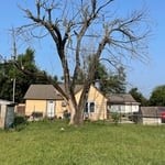 Hazardous Tree