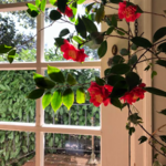 Clarity Window Cleaning