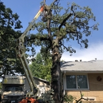 Tree Service