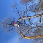 Tree Removal