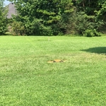 Small Tree Removal