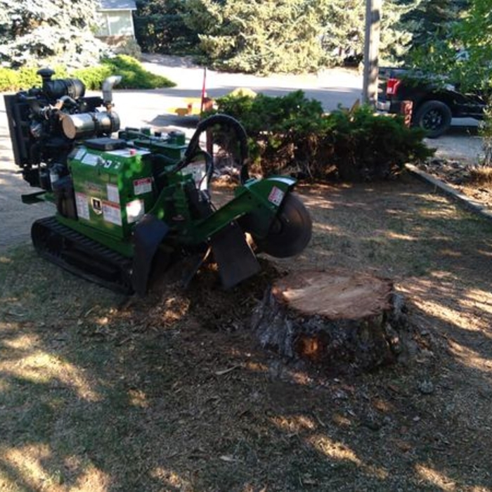 Freshly cut tree