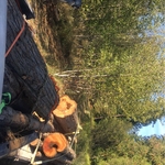 cedar removal