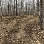 Mulching and Forest clear