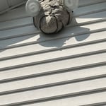 Bald-Faced Hornet Nest