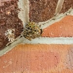 Paperwasp Nest