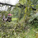 Tree Service Photos