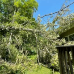 Tree Service Photos