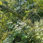 Tree Service Photos