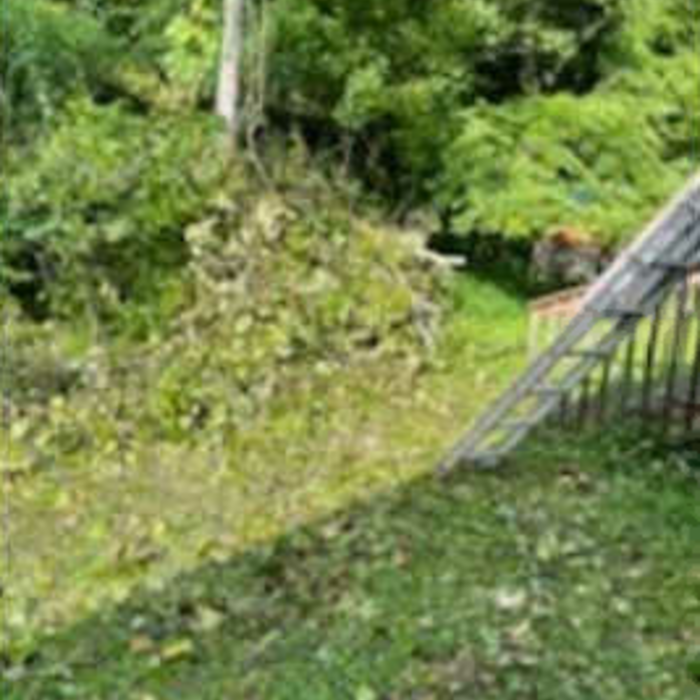 Tree Service Photos