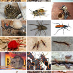 General pest treatments