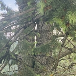 Fir tree, I’m in a pine tree near by.