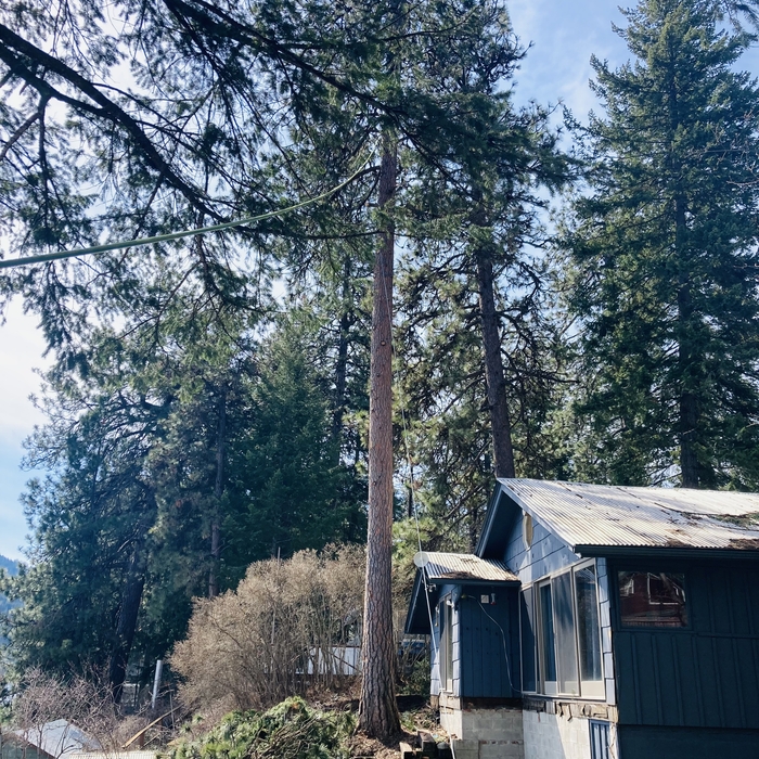 Large pine 3 foot in diameter.