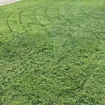 Lawn Maintenance