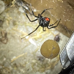 Pest control