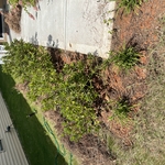 Pine needles removal