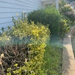 Overgrown Bushes