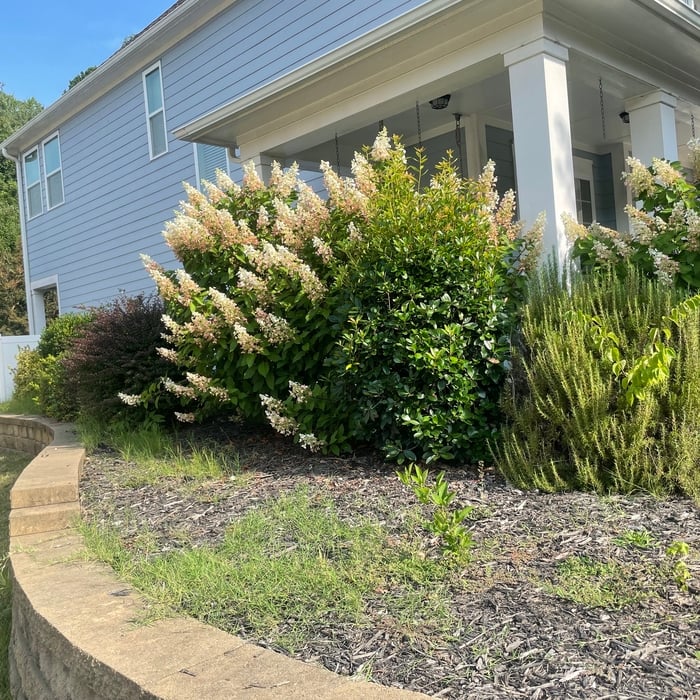 Overgrown Shrubs