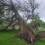 Tree Removal