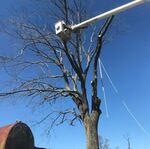 Tree Removal