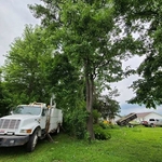 Tree Work