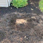 Pine stump before