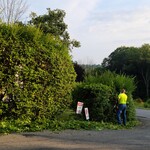 Trimming Hedges