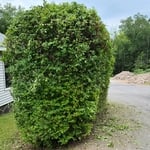 Trimming Hedges