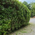 Trimming Hedges