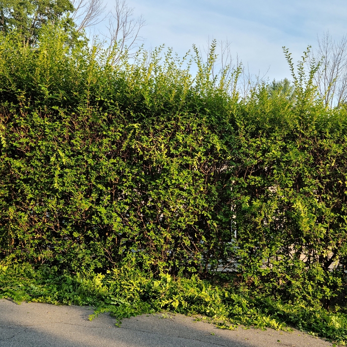 Trimming Hedges