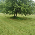 Harrison yard