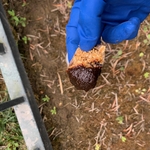 bait for the live trap