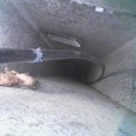 decesed vermin in duct