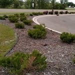 Lawn care & Maintenance